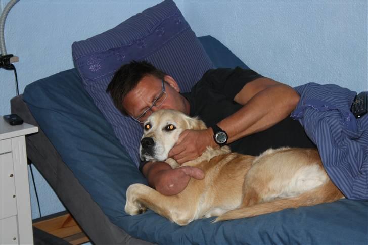 Golden retriever Sara billede 4