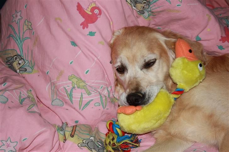 Golden retriever Sara billede 5