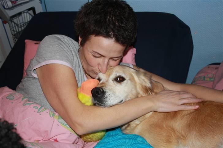 Golden retriever Sara billede 6