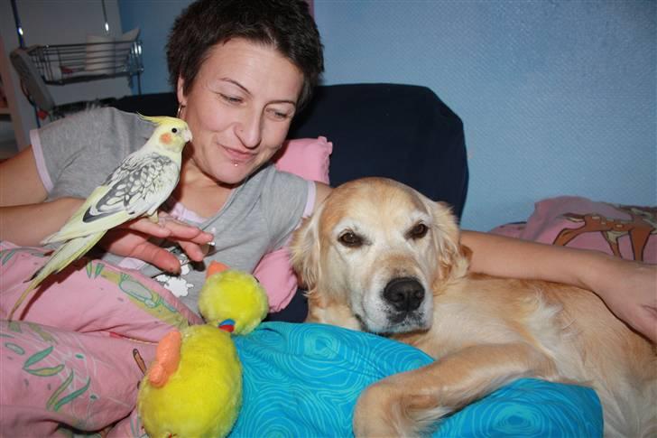 Golden retriever Sara billede 7