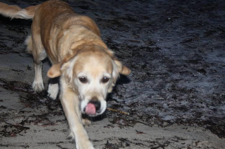 Golden retriever Sara billede 8