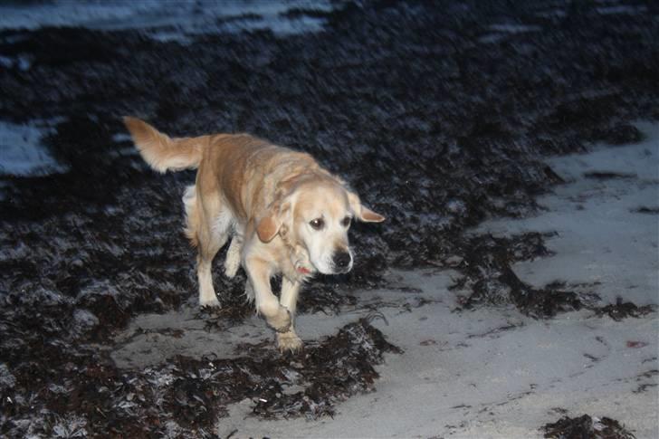 Golden retriever Sara billede 9