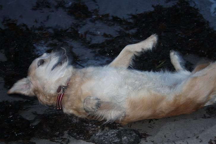 Golden retriever Sara billede 10