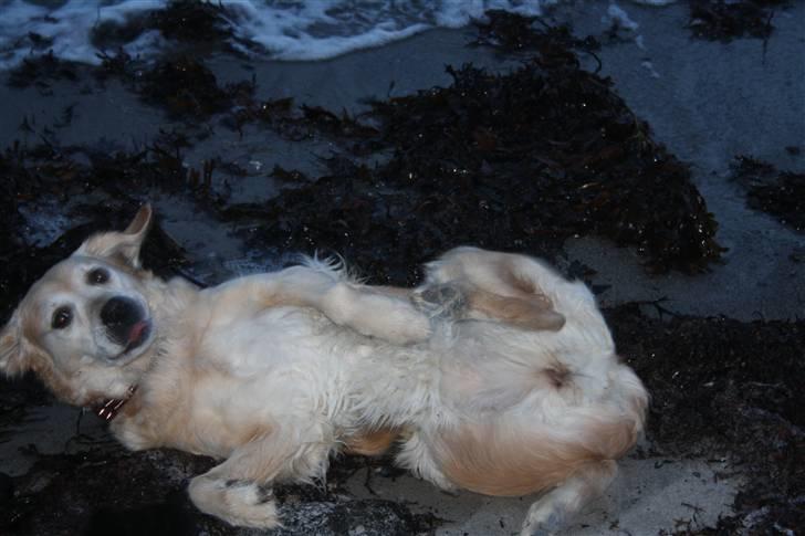 Golden retriever Sara billede 11