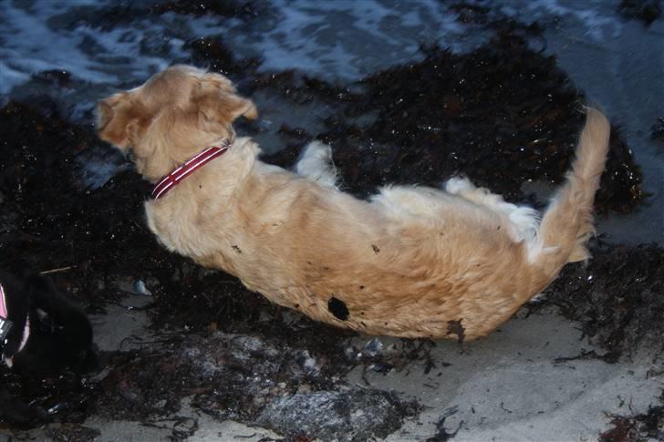 Golden retriever Sara billede 12