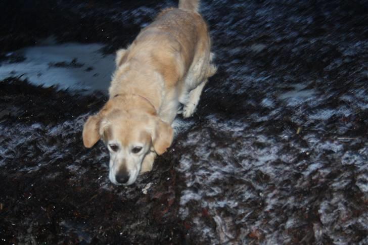 Golden retriever Sara billede 13