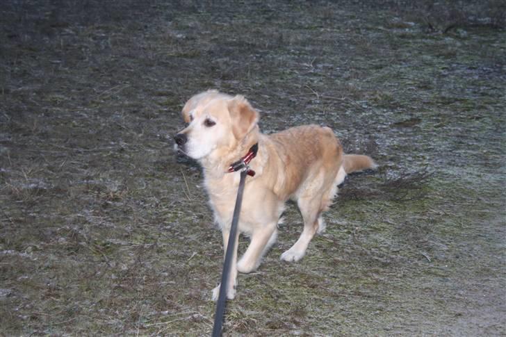 Golden retriever Sara billede 14