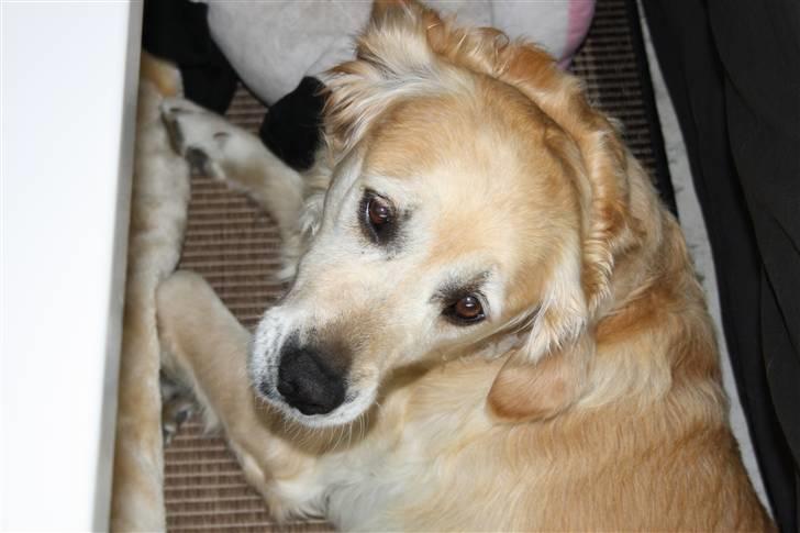 Golden retriever Sara billede 15