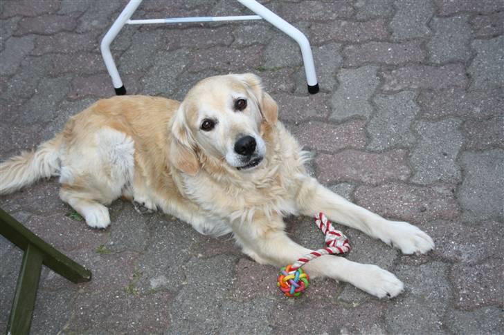 Golden retriever Sara billede 16