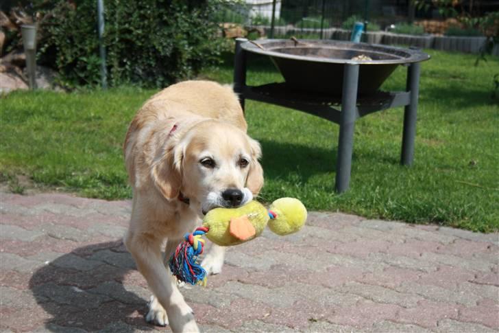 Golden retriever Sara billede 17