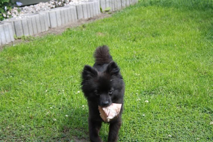 Pomeranian Astrid billede 1