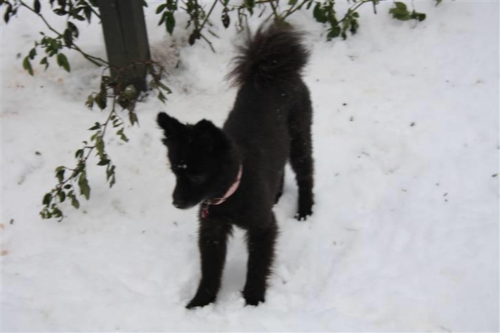 Pomeranian Astrid billede 2