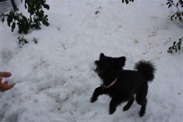 Pomeranian Astrid billede 3