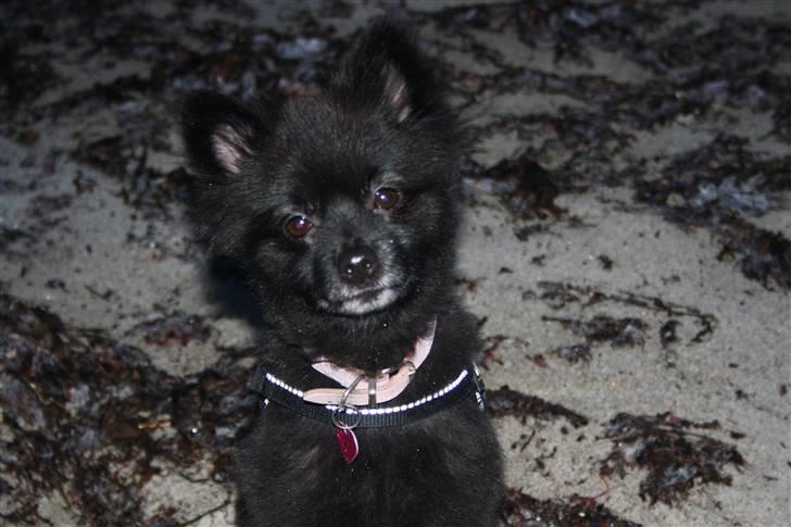 Pomeranian Astrid billede 4