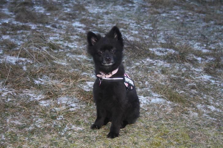 Pomeranian Astrid billede 5