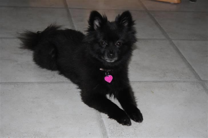 Pomeranian Astrid billede 6