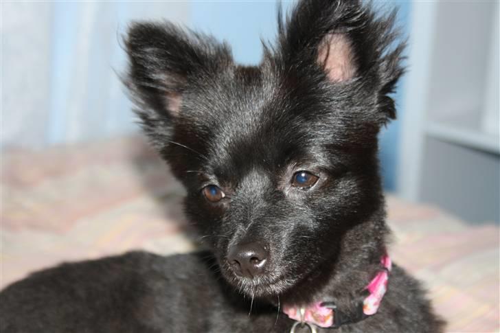 Pomeranian Astrid billede 7