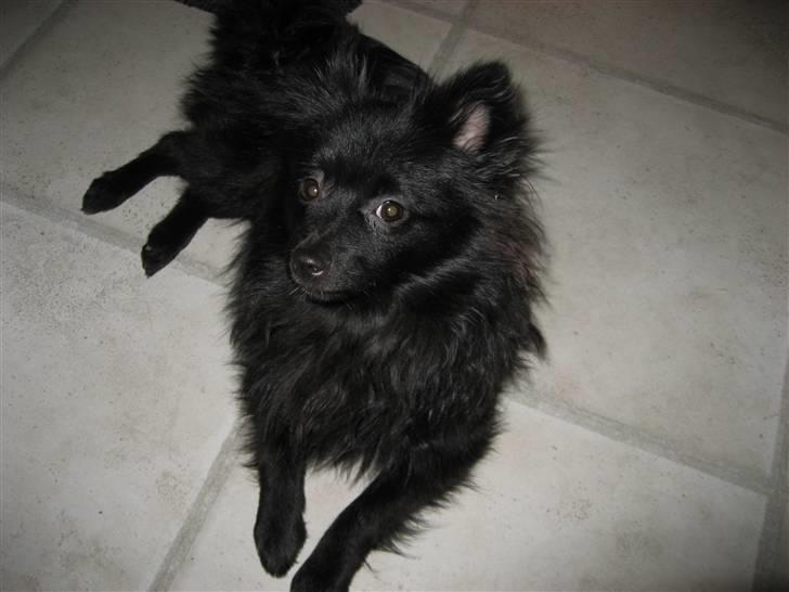 Pomeranian Astrid billede 8