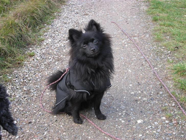 Pomeranian Astrid billede 9