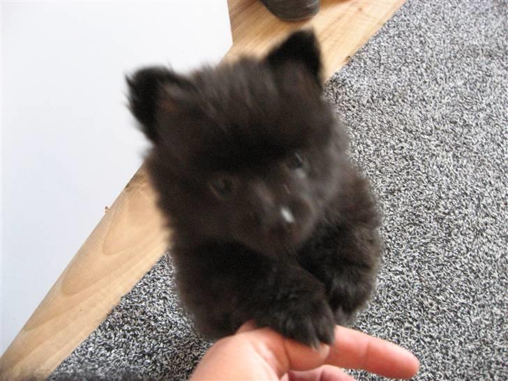 Pomeranian Astrid billede 10