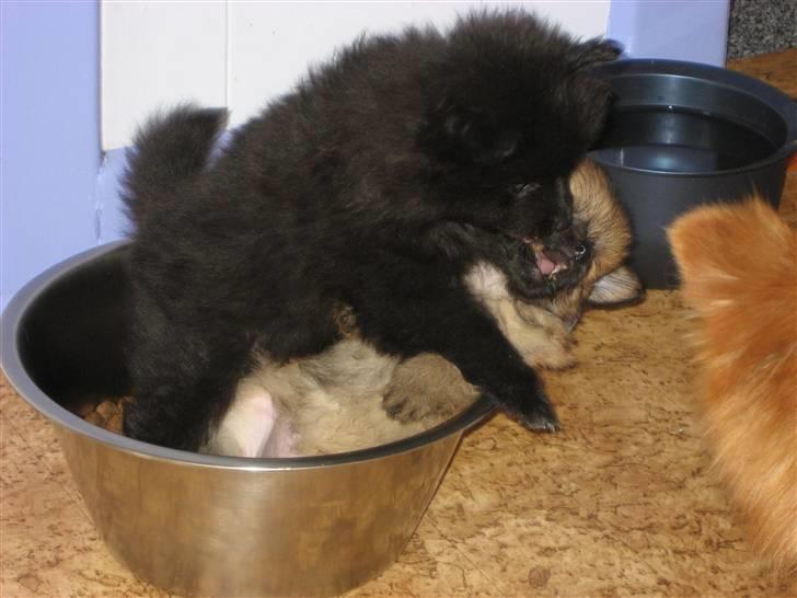 Pomeranian Astrid billede 11