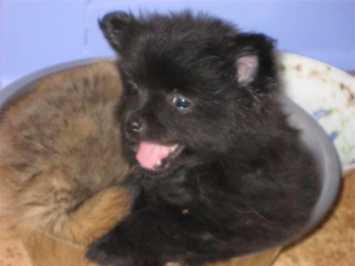 Pomeranian Astrid billede 12