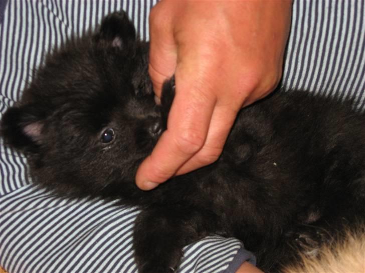 Pomeranian Astrid billede 13