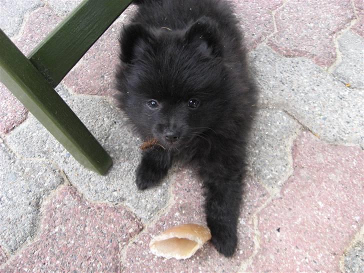 Pomeranian Astrid billede 14