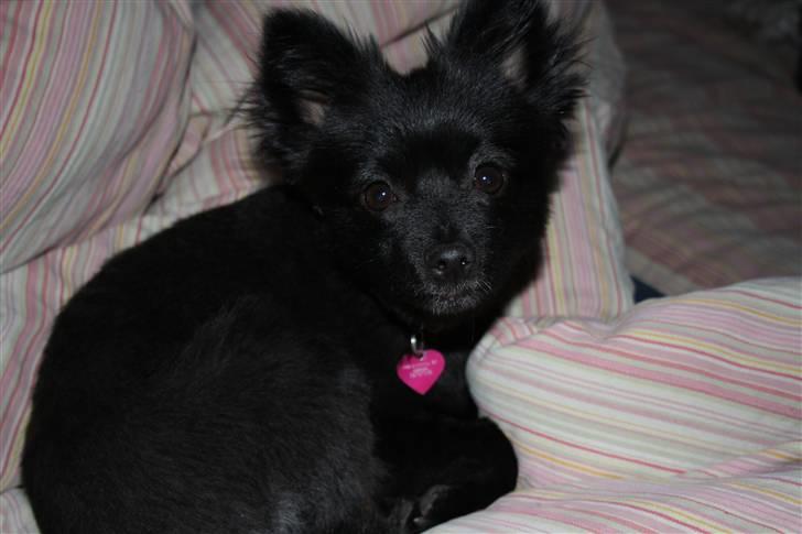 Pomeranian Astrid billede 15