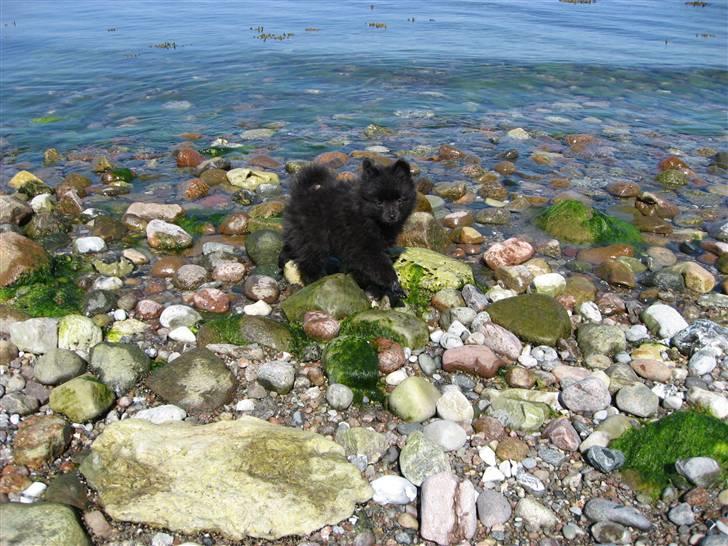 Pomeranian Astrid billede 16