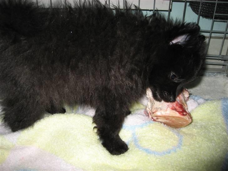 Pomeranian Astrid billede 17