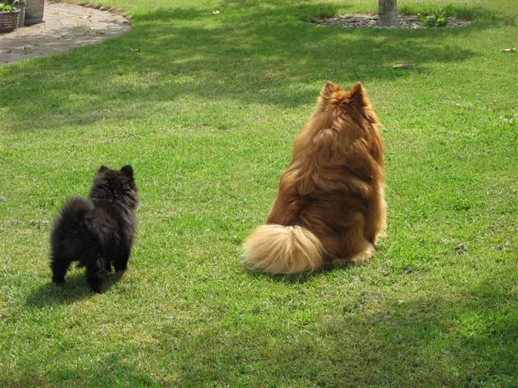 Pomeranian Astrid billede 18