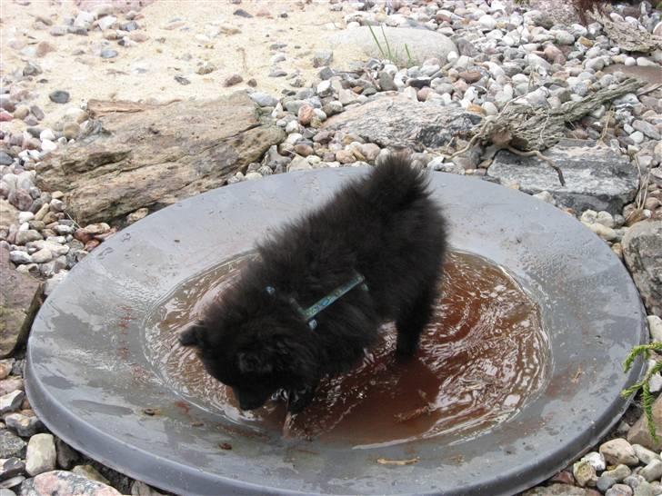 Pomeranian Astrid billede 19