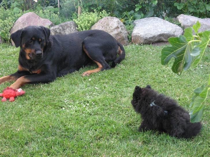 Pomeranian Astrid billede 20