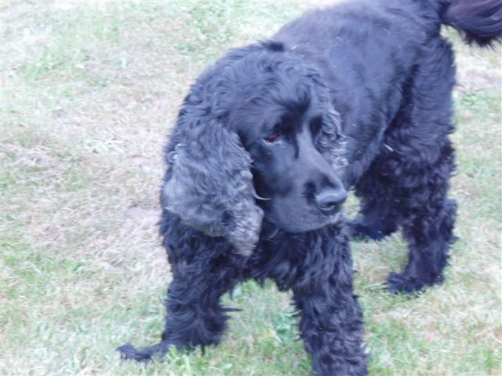 Cocker spaniel Buller - Vores dejlige hun Buller billede 1