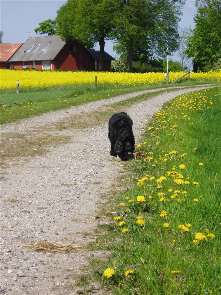 Cocker spaniel Buller - Buller og jeg på vej hjem fra folden, hvor ponyerne gik i sommers 2010 billede 2