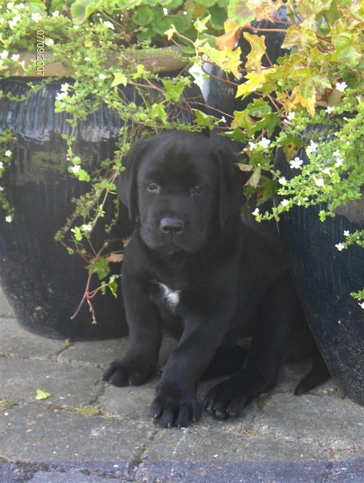 Labrador retriever Albert<3 - 07/09-2007: Lille vaaaps:-)<3 billede 7