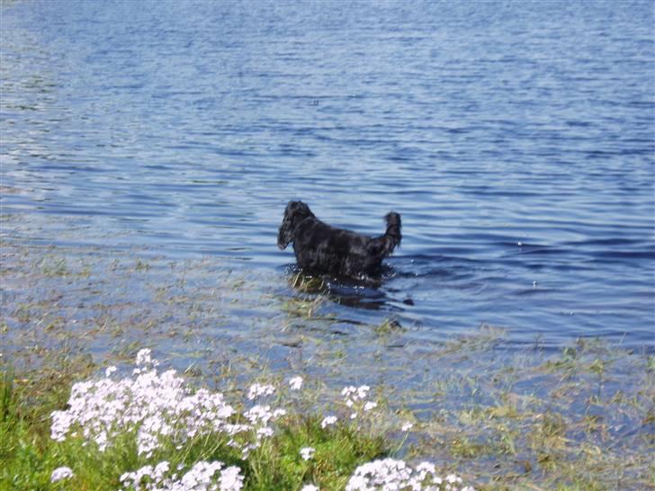 Cocker spaniel Buller - Buller i naboens sø - han elsker vand. billede 3