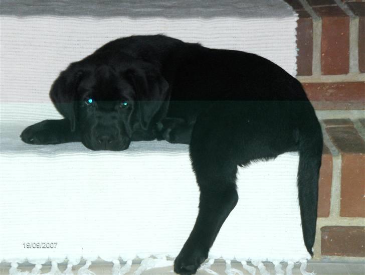 Labrador retriever Albert<3 - Tager lige en slapper<3 billede 14
