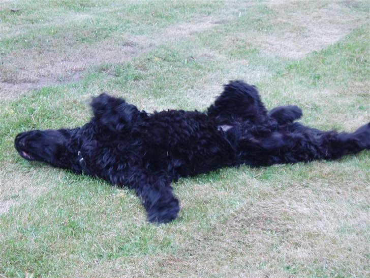 Cocker spaniel Buller - Rulletur på græsplanen er heller ikke at sige skidt til.. billede 4