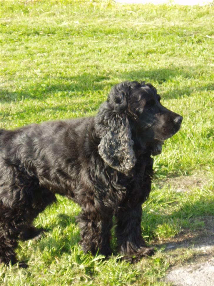 Cocker spaniel Buller billede 5