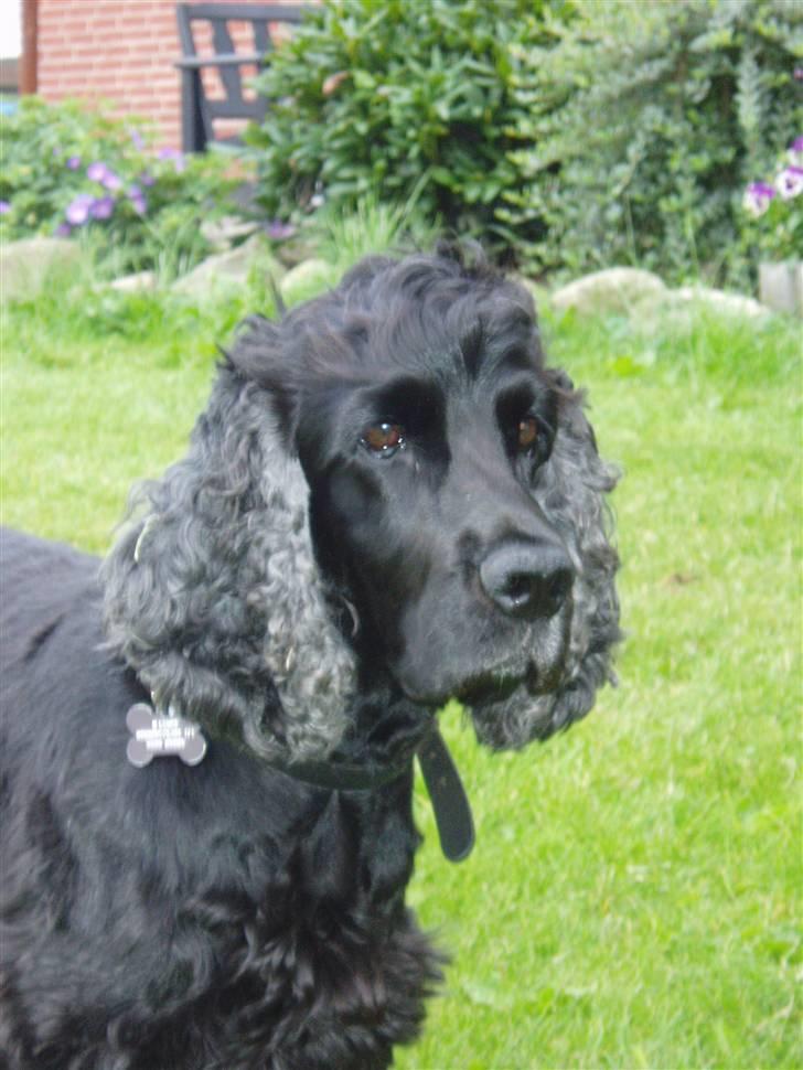 Cocker spaniel Buller - Cute Buller billede 6