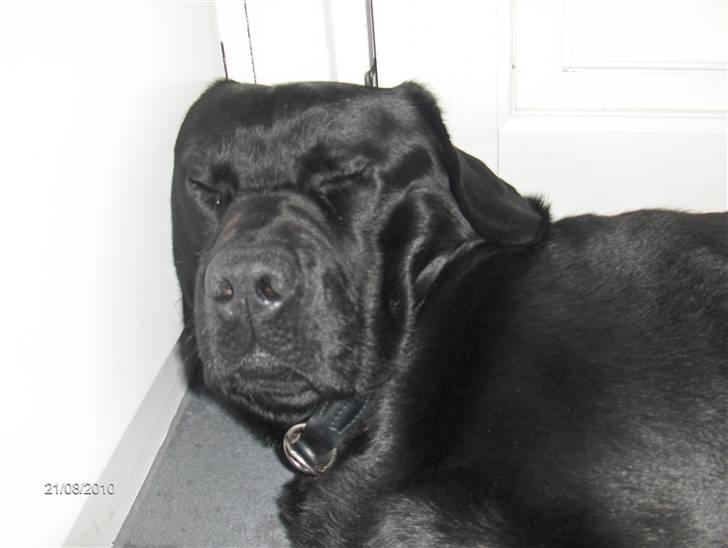 Labrador retriever Albert<3 - Meget charmerende<3 billede 19
