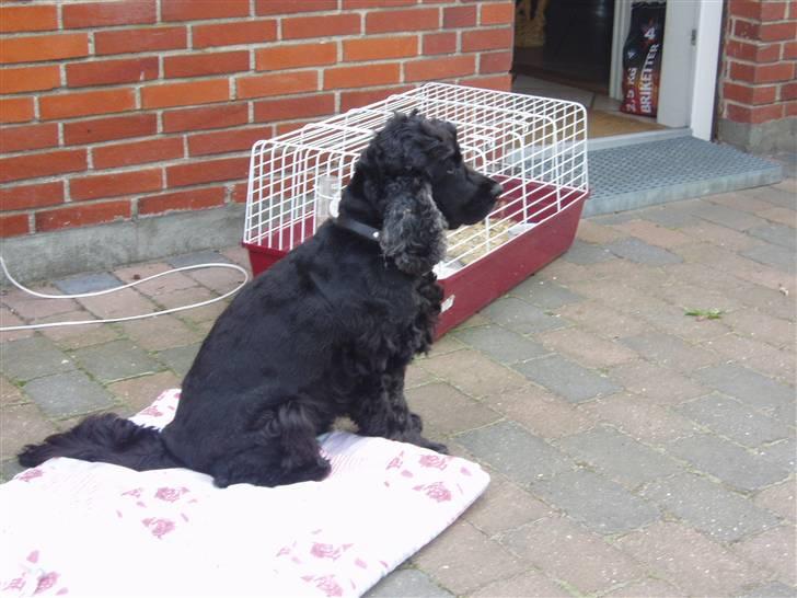Cocker spaniel Buller - Buller vogter ved vores marsvin Olliver på terassen. billede 7