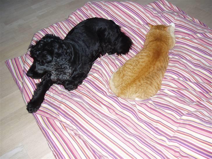 Cocker spaniel Buller - Buller tager et hvil med vores ældste kat Tiger billede 8