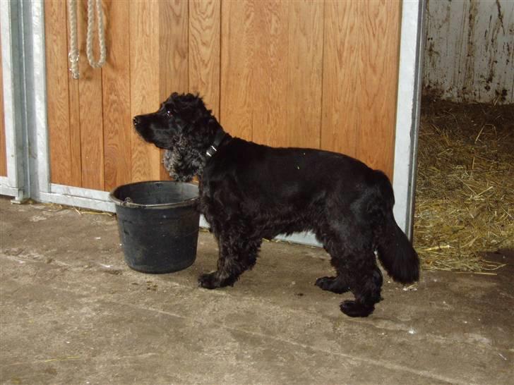 Cocker spaniel Buller - Her er vi i stalden for at give ponyerne vand og muge ud. billede 9