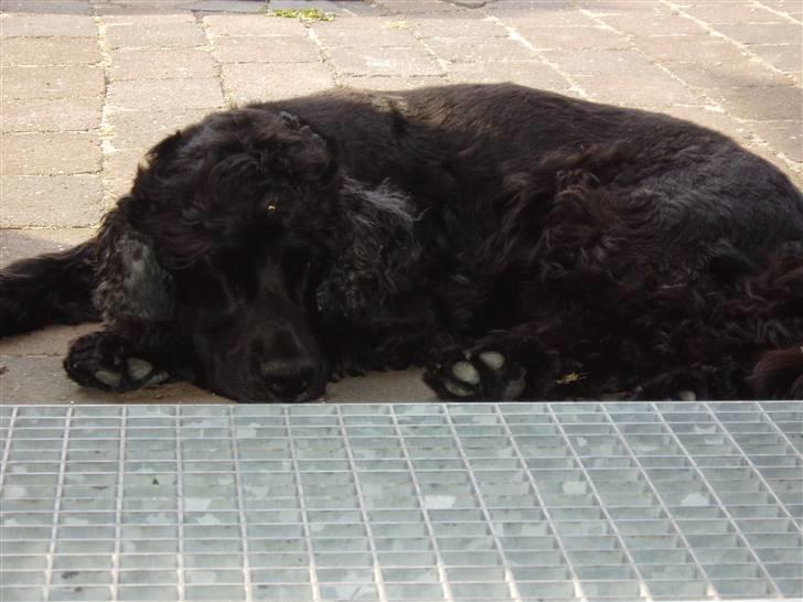 Cocker spaniel Buller - Buller trænger til en pause på terassen. billede 10