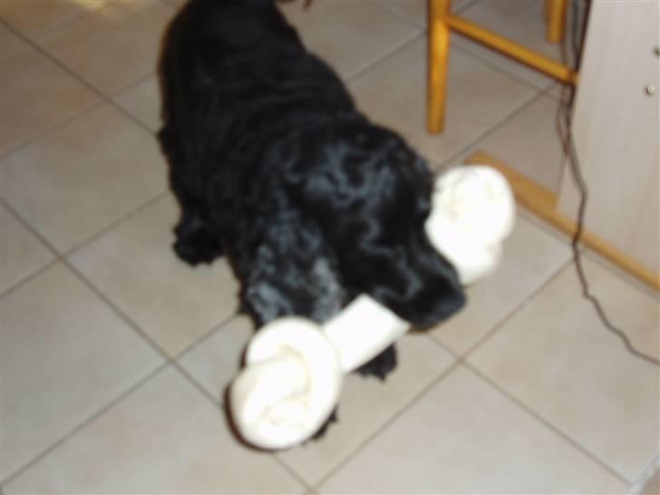 Cocker spaniel Buller - Buller med sin julegave fra vores fætre i Viborg - uhm det er godt billede 11