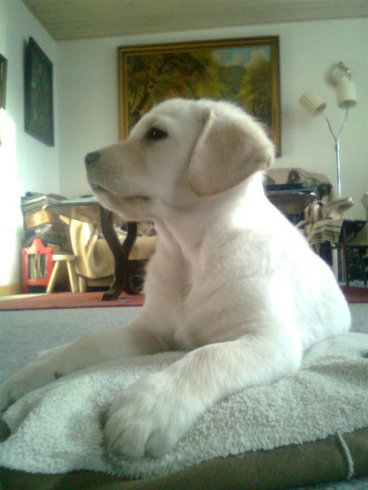 Blanding af racer †Puk† - Pukpigen<3 billede 20