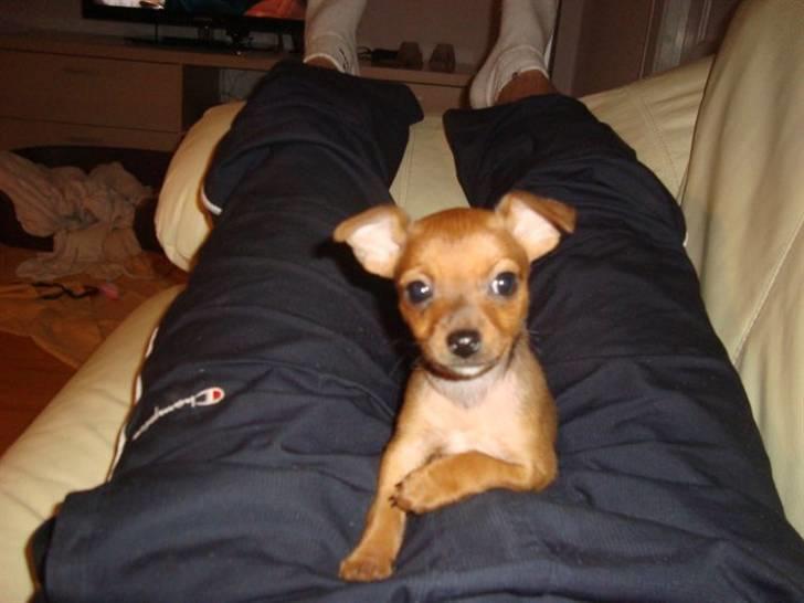 Blanding af racer diva <3 solgt billede 6